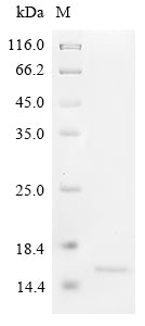 Greater than 90% as determined by SDS-PAGE.Recombinant Dactylis Glomerata Pollen Allergen Dac G 3 Protein (His)