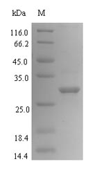 Greater than 90% as determined by SDS-PAGE.