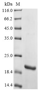 Greater than 90% as determined by SDS-PAGE.Recombinant Calotropis Procera Osmotin (CPOSM) Protein (His-KSI)