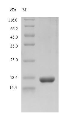 Greater than 85% as determined by SDS-PAGE.Recombinant Rhesus Cytomegalovirus Envelope Glycoprotein B (GB) Protein (His&Myc)