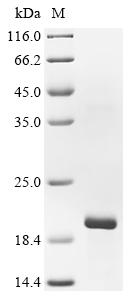 Greater than 90% as determined by SDS-PAGE.Recombinant Lucilia Sericata Lucifensin Protein (His-KSI)