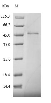Greater than 90% as determined by SDS-PAGE.Recombinant Drosophila Melanogaster Stress-Activated Protein Kinase Jnk (BSK) Protein (His)