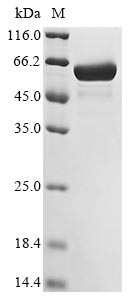 Greater than 85% as determined by SDS-PAGE.