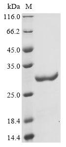 Greater than 95% as determined by SDS-PAGE.Recombinant Penaeus Monodon Myosin Light Chain Protein (GST)