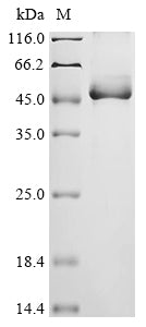 Greater than 90% as determined by SDS-PAGE.