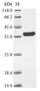 Greater than 90% as determined by SDS-PAGE.Recombinant Mycobacterium Tuberculosis 50S Ribosomal Protein L2 (RPLB) Protein (His)