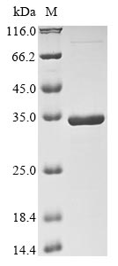 Greater than 90% as determined by SDS-PAGE.