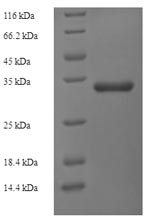 Greater than 90% as determined by SDS-PAGE.