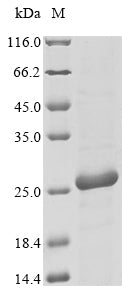 Greater than 85% as determined by SDS-PAGE.
