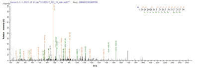 Based on the SEQUEST from database of E.coli host and target protein, the LC-MS/MS Analysis result of this product could indicate that this peptide derived from E.coli-expressed Pseudomonas aeruginosa (strain ATCC 15692 / DSM 22644 / CIP 104116 / JCM 14847 / LMG 12228 / 1C / PRS 101 / PAO1) pscF.Recombinant Pseudomonas Aeruginosa Type Iii Needle Protein Pscf (PSCF) Protein (His&Myc)