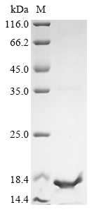 Greater than 90% as determined by SDS-PAGE.Recombinant Antarctomyces Psychrotrophicus Antifreeze Protein (X10S) Protein (His-KSI)