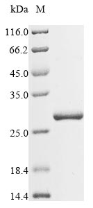 Greater than 85% as determined by SDS-PAGE.Recombinant Moringa Oleifera Chitin-Binding Protein 3 (MO-CBP3) Protein (GST)