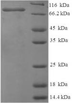 Greater than 90% as determined by SDS-PAGE.Recombinant Chicken Vitellogenin-1 (VTG1) Protein (His)