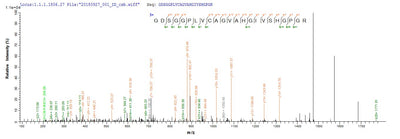 Based on the SEQUEST from database of E.coli host and target protein, the LC-MS/MS Analysis result of this product could indicate that this peptide derived from E.coli-expressed Rattus norvegicus (Rat) Mcpt4.Recombinant Rat Mast Cell Protease 4 (MCPT4) Protein (His&Myc)