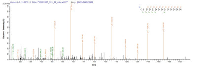 Based on the SEQUEST from database of E.coli host and target protein, the LC-MS/MS Analysis result of this product could indicate that this peptide derived from E.coli-expressed Rattus norvegicus (Rat) Mcpt4.Recombinant Rat Mast Cell Protease 4 (MCPT4) Protein (His&Myc)