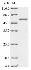 Greater than 85% as determined by SDS-PAGE.Recombinant Clostridium Botulinum Botulinum Neurotoxin Type E (BOTE) Protein (His&Myc)