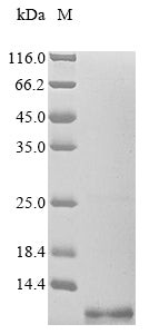 Greater than 85% as determined by SDS-PAGE.Recombinant Enterovirus A71 Genome Polyprotein Protein (His)