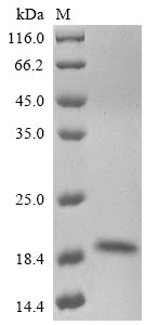 Greater than 85% as determined by SDS-PAGE.Recombinant Enterovirus A71 Genome Polyprotein Protein (His-SUMO)