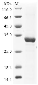 Greater than 85% as determined by SDS-PAGE.Recombinant Enterovirus A71 Genome Polyprotein Protein (GST)