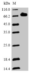 Greater than 90% as determined by SDS-PAGE.Recombinant Streptococcus Pneumoniae Serotype 2 Pneumolysin (PLY) Protein (His-SUMO&Myc)
