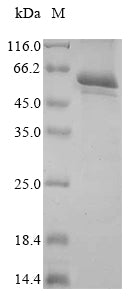 Greater than 85% as determined by SDS-PAGE.