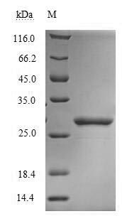 Greater than 90% as determined by SDS-PAGE.Recombinant Dermatophagoides Farinae Mite Group 2 Allergen Der F 2 (DERF2) Protein (His-SUMO)