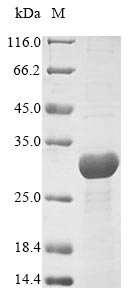 Greater than 85% as determined by SDS-PAGE.Recombinant Yersinia Enterocolitica Yop Proteins Translocation Protein M (YSCM) Protein (His-SUMO)