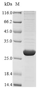 Greater than 85% as determined by SDS-PAGE.Recombinant Bovine Viral Diarrhea Virus Genome Polyprotein Protein (His)