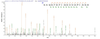 Based on the SEQUEST from database of E.coli host and target protein, the LC-MS/MS Analysis result of this product could indicate that this peptide derived from E.coli-expressed Phanerochaete chrysosporium (White-rot fungus) (Sporotrichum pruinosum) CDH-1.
