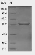 Greater than 90% as determined by SDS-PAGE.
