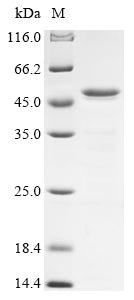 Greater than 85% as determined by SDS-PAGE.Recombinant Pseudomonas Aeruginosa Serralysin (APRA) Protein (His)