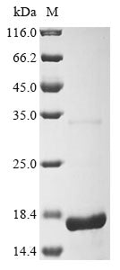 Greater than 90% as determined by SDS-PAGE.Recombinant Porcine Reproductive And Respiratory Syndrome Virus Nucleoprotein (N) Protein (His)