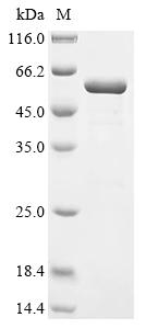 Greater than 90% as determined by SDS-PAGE.Recombinant Lactobacillus Delbrueckii Subsp. Bulgaricus Enolase (ENO) Protein (His&Myc)