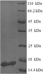 Greater than 90% as determined by SDS-PAGE.Recombinant Pseudomonas Aeruginosa Pa-I Galactophilic Lectin (LECA) Protein (His)