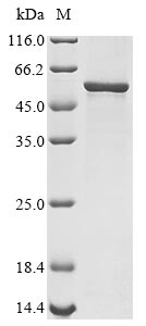 Greater than 85% as determined by SDS-PAGE.