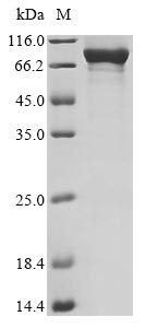 Greater than 85% as determined by SDS-PAGE.Recombinant Human 2-5A-Dependent Ribonuclease (RNASEL) Protein (Myc)