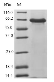 Greater than 90% as determined by SDS-PAGE.Recombinant Human 2-5A-Dependent Ribonuclease (RNASEL) Protein (His-SUMO)