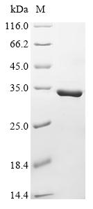 Greater than 90% as determined by SDS-PAGE.Recombinant Abrus Precatorius Abrin-D Protein (His&Myc)