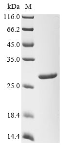 Greater than 90% as determined by SDS-PAGE.Recombinant Staphylococcus Aureus Type Vii Secretion System Extracellular Protein A (ESXA) Protein (His-SUMO)