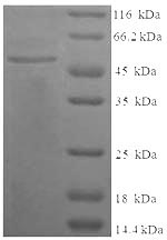 Greater than 90% as determined by SDS-PAGE.