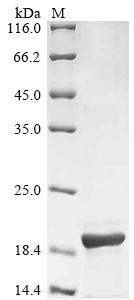 Greater than 85% as determined by SDS-PAGE.Recombinant Influenza A Virus Protein Pb1-F2 (PB1) Protein (His&Myc)