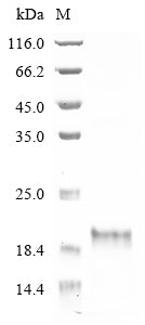 Greater than 90% as determined by SDS-PAGE.Recombinant Daboia Palaestinae Disintegrin Viperistatin Protein (His-KSI)
