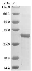 Greater than 85% as determined by SDS-PAGE.