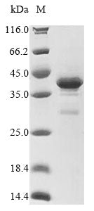 Greater than 85% as determined by SDS-PAGE.