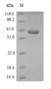 Greater than 90% as determined by SDS-PAGE.Recombinant Staphylococcus Aureus Iron-Regulated Surface Determinant Protein B (ISDB) Protein (His-SUMO)