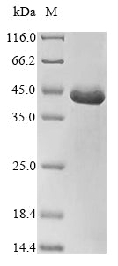 Greater than 90% as determined by SDS-PAGE.