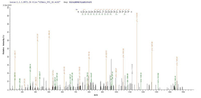 Based on the SEQUEST from database of E.coli host and target protein, the LC-MS/MS Analysis result of this product could indicate that this peptide derived from E.coli-expressed Mycoplasma hyopneumoniae (strain 232) p46.