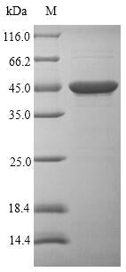 Greater than 90% as determined by SDS-PAGE.