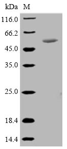 Greater than 90% as determined by SDS-PAGE.Recombinant Mesomycoplasma Hyopneumoniae 46 Kda Surface Antigen (P46) Protein (His-SUMO)