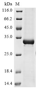 Greater than 85% as determined by SDS-PAGE.